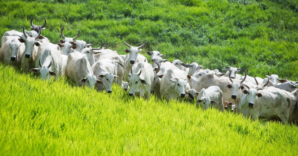 Brasil conclui abertura de mercado para material genético para o Togo