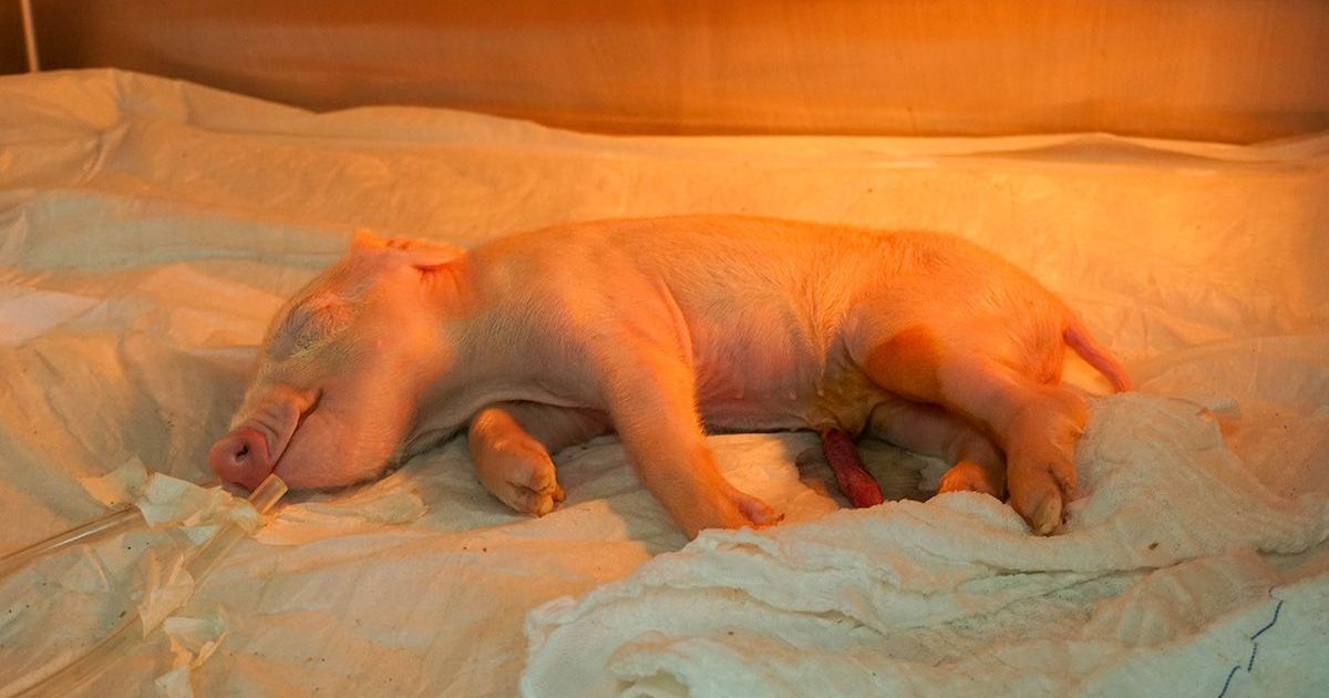 Brasil cria 1º porco clonado da América Latina para fornecer órgãos ao SUS