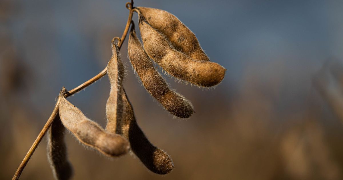 Clima nos EUA e derivados pressionam cotações da soja em Chicago