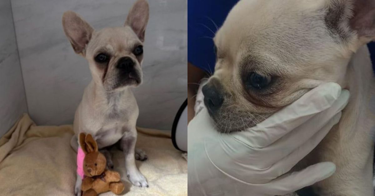 Tutora de buldogue que comeu pedra de crack é solta após audiência em SC