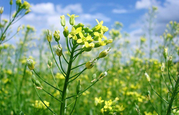 Bayer e bp firmam parceria de produção de camelina para biocombustíveis