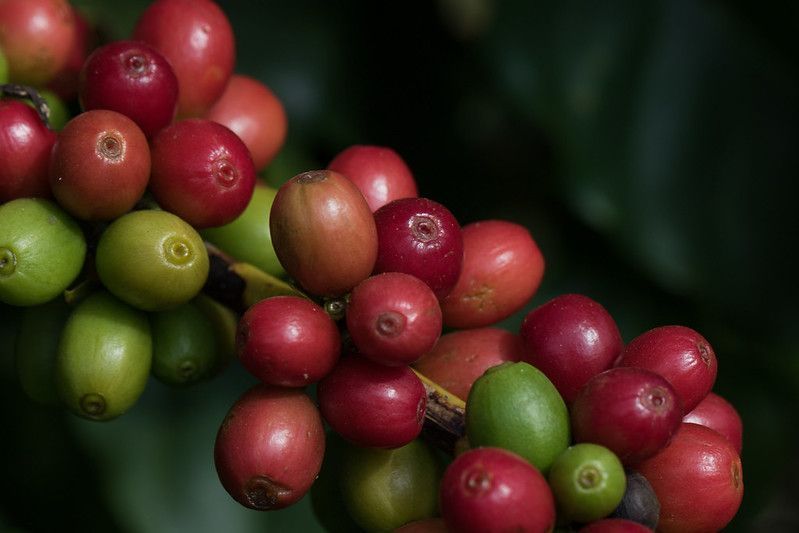 Cafés especiais brasileiros podem gerar US$ 188 milhões em negócios nos EUA