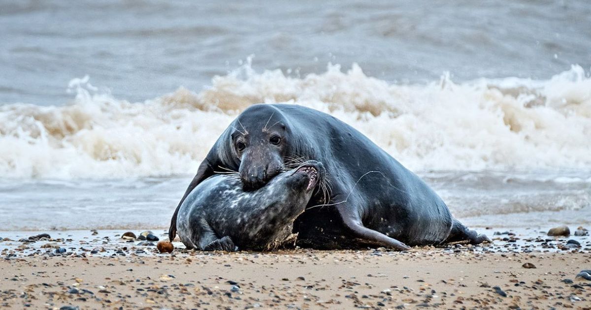 Cientistas descobrem assassino por trás de ‘mortes macabras’ de focas