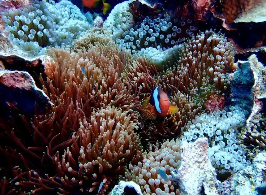 Cientistas encontram mais de 1.000 espécies escondidas no mar no Brasil