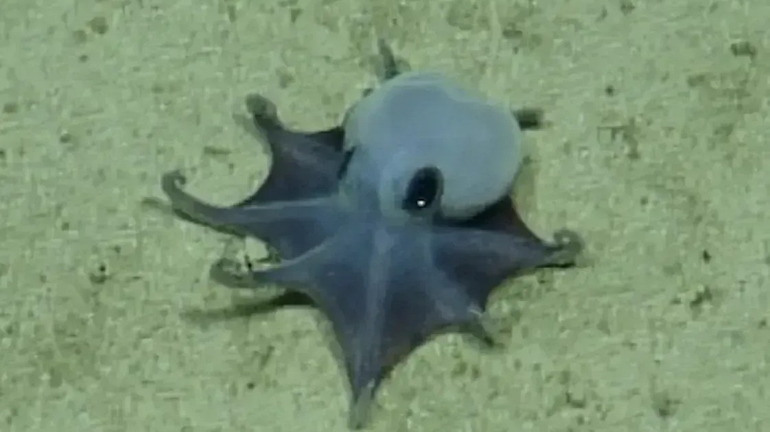 “Ele é pequenininho”: nova espécie de polvo é encontrada em Galápagos