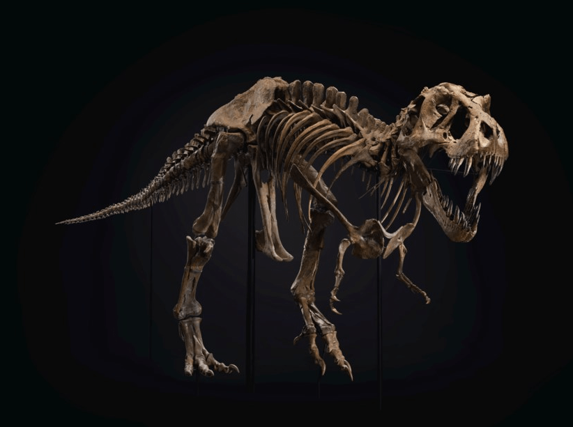 “Gus”: fóssil de T-Rex pode ser vendido por até US$ 30 milhões em leilão da Sotheby’s