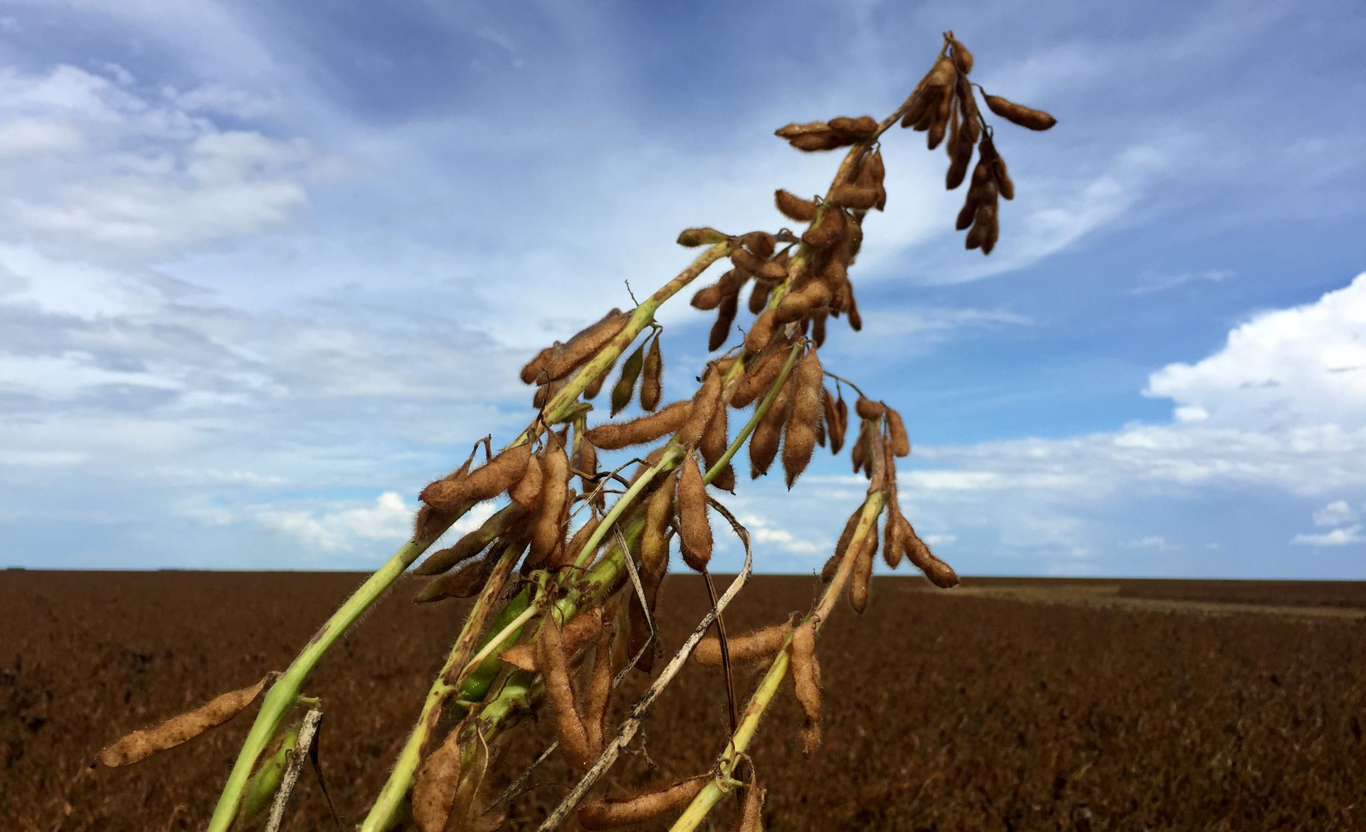 FII RZTR11 rescinde arrendamento após inadimplência em fazenda de Goiás; veja impacto