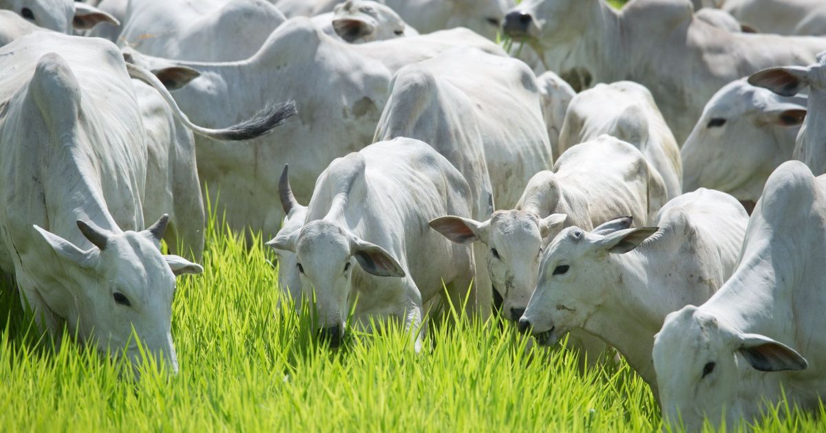 Indonésia se torna segundo maior importador de miúdos bovinos brasileiros