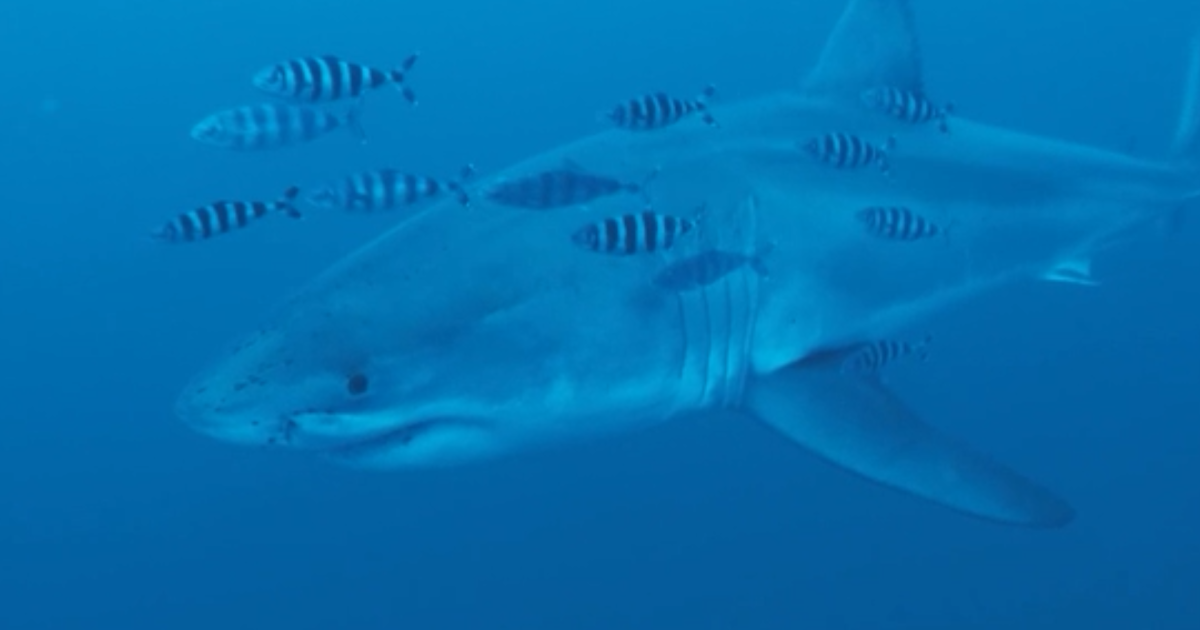 Primeira filmagem subaquática de tubarão-branco é feita no Mediterrâneo
