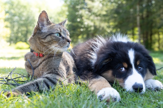 Tribunal de SC nega a mulher pensão alimentícia do ex para pets