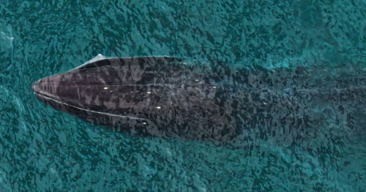 Vídeo: avistamento raro de baleia-fin surpreende em Ilhabela