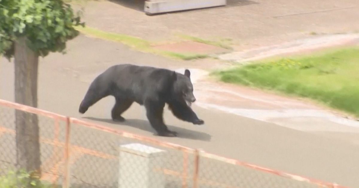 Vídeo: urso persegue e ataca pessoas no Japão deixando quatro feridos