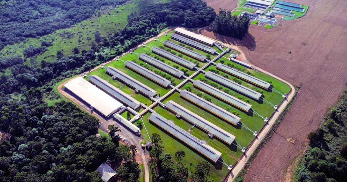 BNDES aprova R$ 72,5 milhões para projeto de suinocultura em Santa Catarina