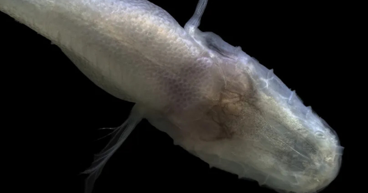 Cientista cai na lama e descobre peixe ‘Demogorgon’ sem olhos por acaso