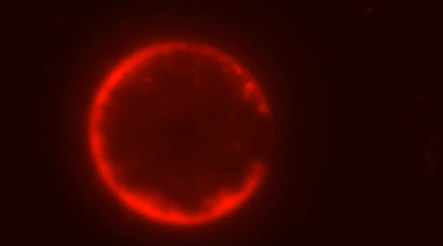 Cientistas afirmam ter construído uma célula do zero pela primeira vez