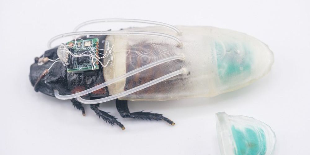 Cientistas criam traje de mergulho para baratas ciborgues