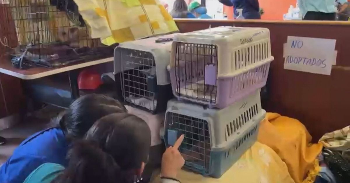 Como um McDonald’s virou hospital veterinário na Venezuela após terremotos