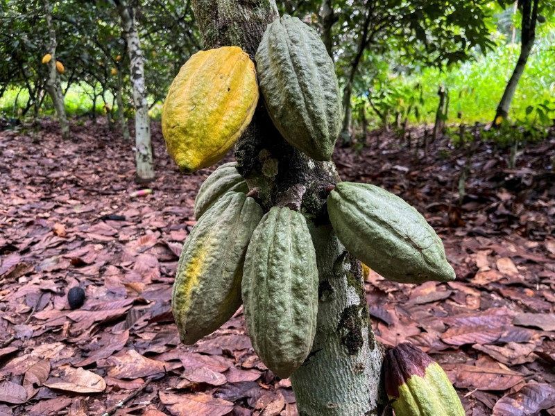 Moagem de cacau na Europa atinge menor nível em seis anos