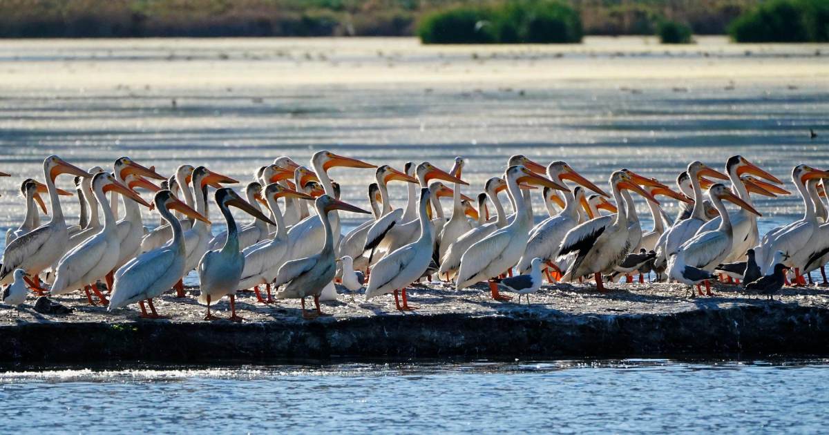 No Peru, pelicanos famintos sinalizam fortalecimento do El Niño
