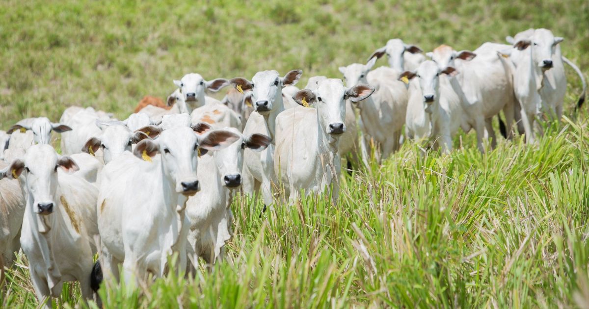 Proibição de antimicrobianos pode reduzir produtividade em até 7%