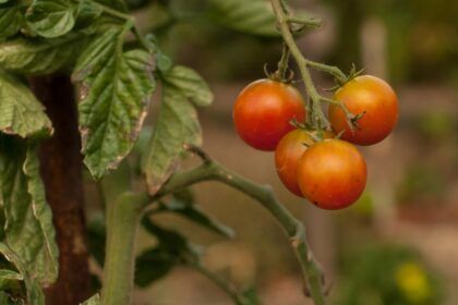 Syngenta processa BASF por infração de patente nos EUA