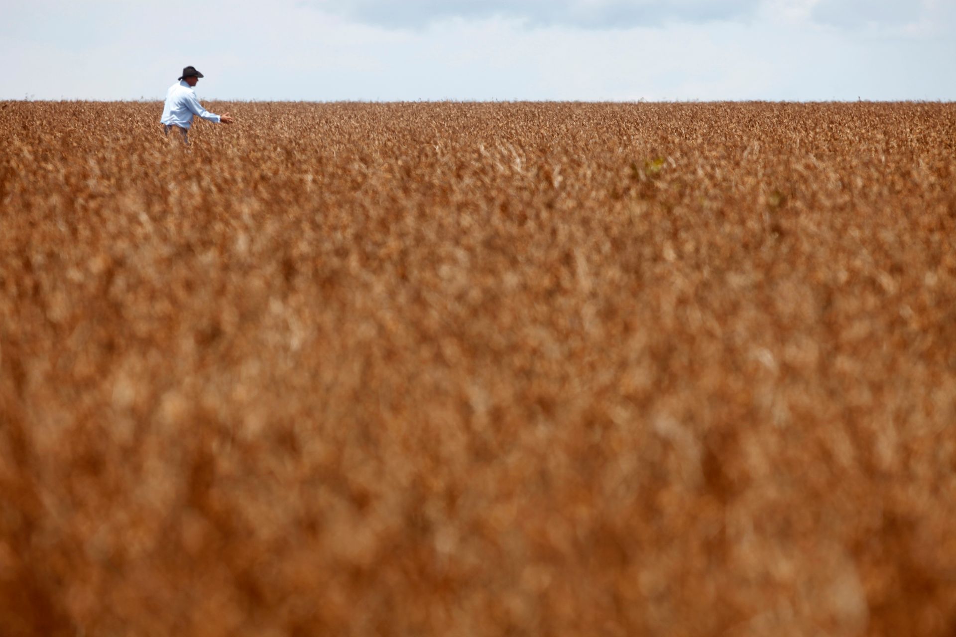 Área tratada com defensivos agrícolas cresce 5% no 1º semestre, mostra pesquisa