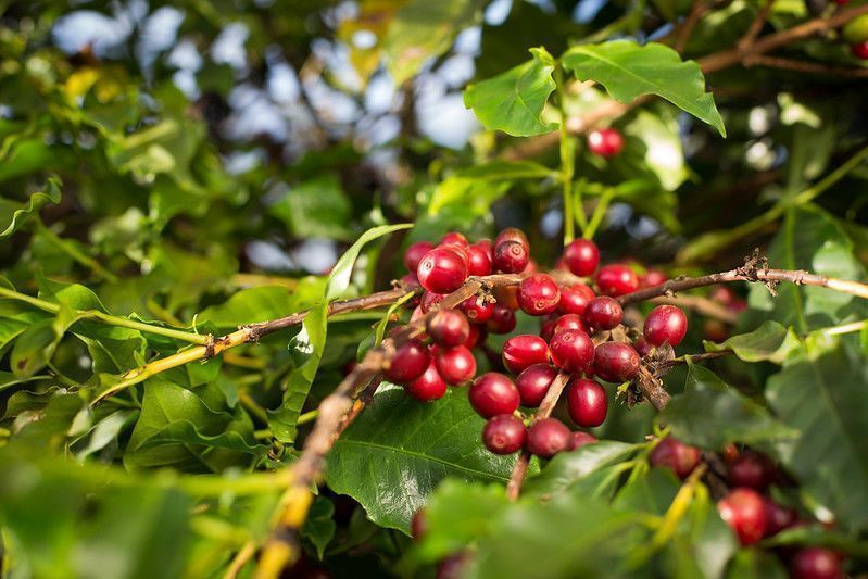 Café arábica sobe quase 6% em Nova York com ritmo lento da colheita