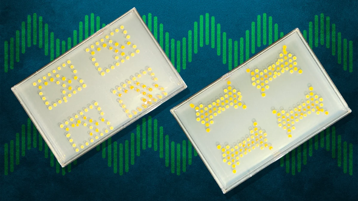 Celular do futuro pode ter chip vivo feito à base de bactérias