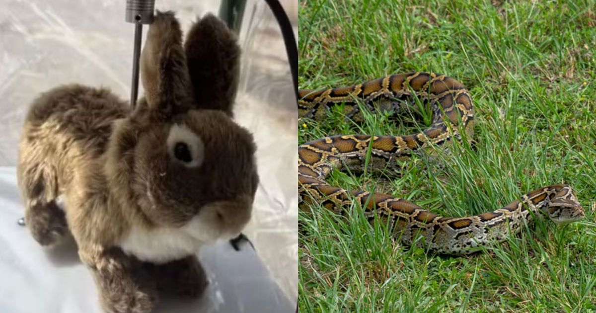 Coelhos robôs equipados com cheiro, calor e movimentos são espalhados no sul da Flórida para localizar cobras