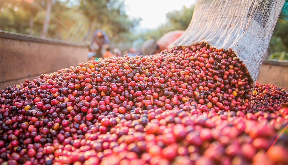 Exportações de café do Brasil crescem 9,9% em julho