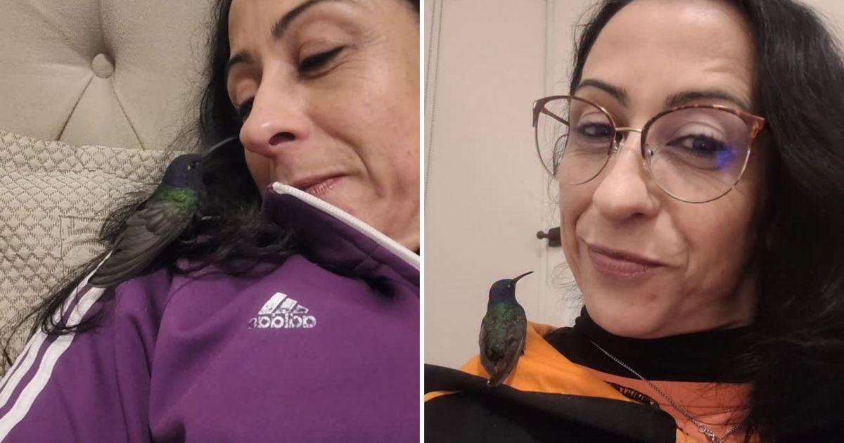 “Ganhei um beijinho”: Mulher relata despedida emocionante de beija-flor reabilitado em casa