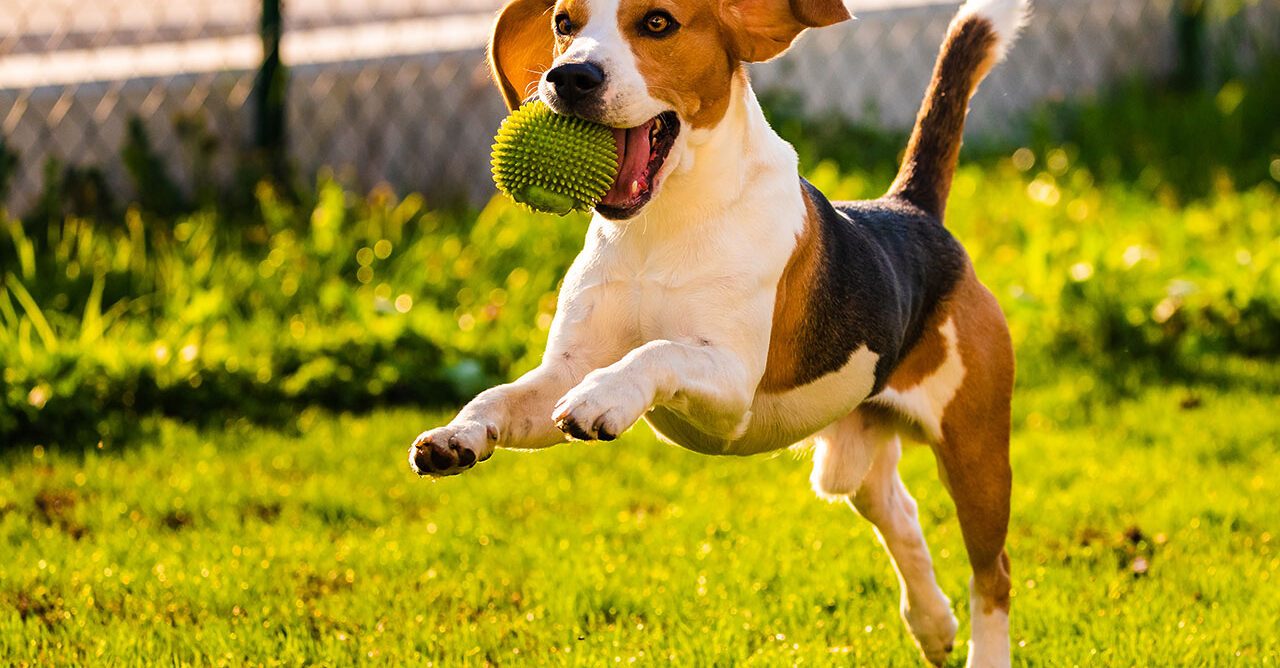 Quais são os planos da Wigow para o “mounjaro para cães”?