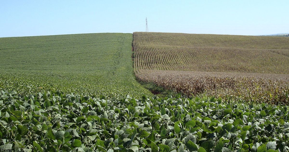 Sistema soja-milho aumenta produtividade e rentabilidade, aponta estudo
