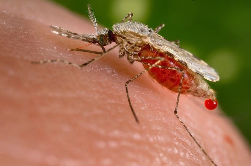 Transmissão por pernilongo: o que é a Febre do Nilo Ocidental