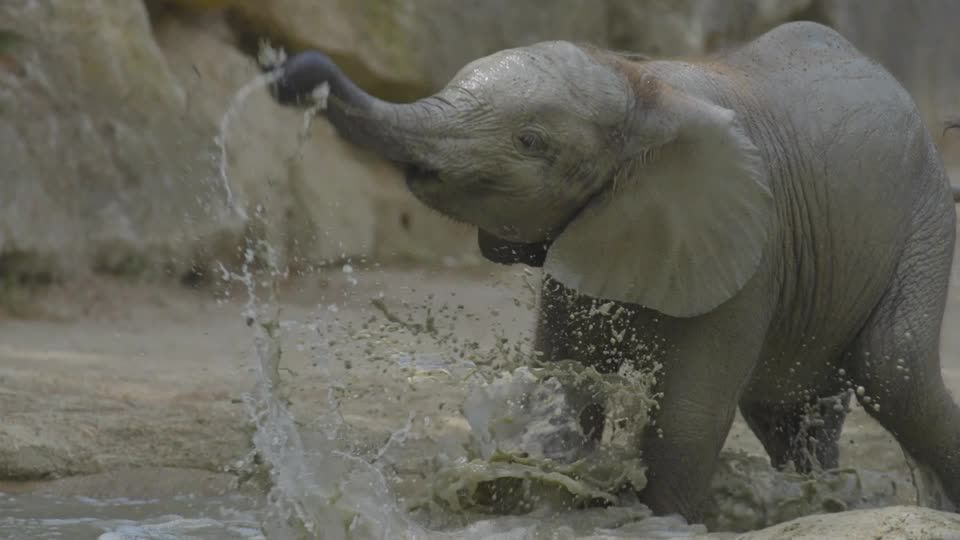 Vídeo: Elefante bebê se refresca em zoo da Áustria durante onda de calor